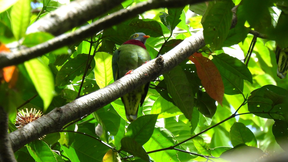 Claret-breasted Fruit-Dove - ML646634774