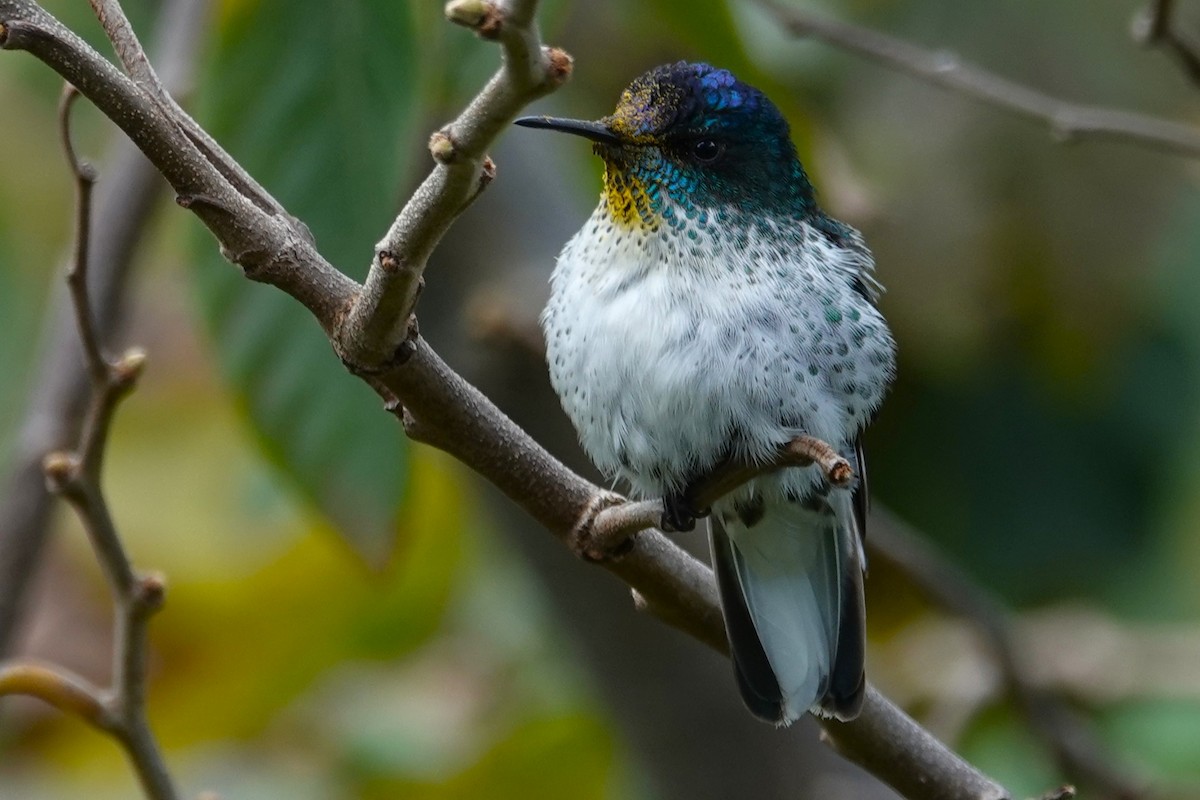 Колібрі фернандеський - ML646634775