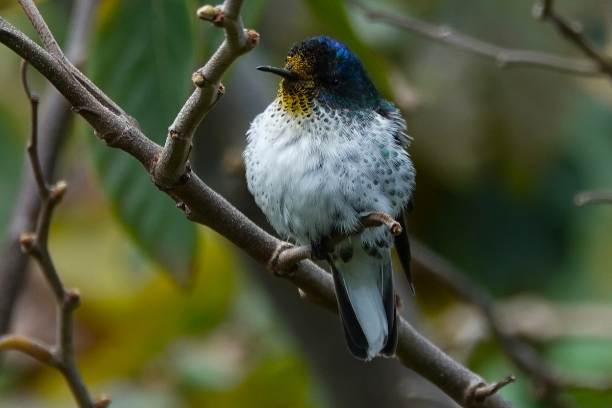 Колібрі фернандеський - ML646634776