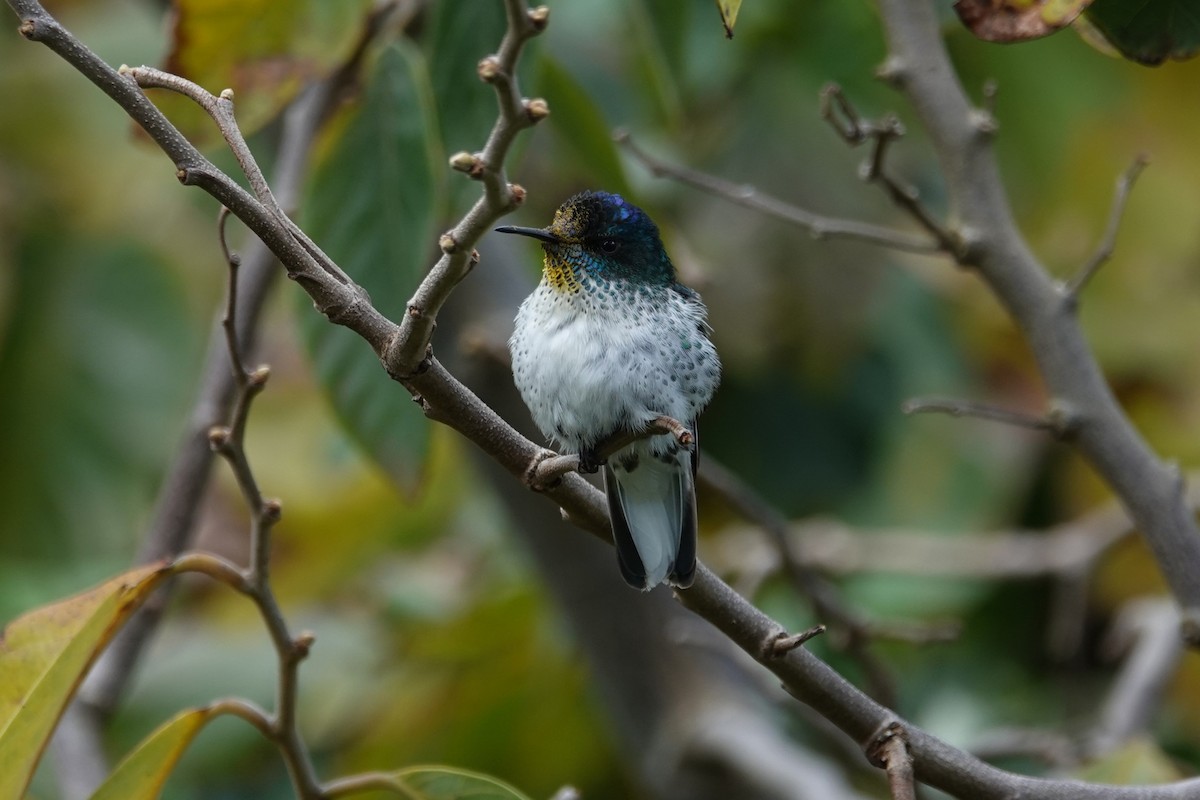 Колібрі фернандеський - ML646634777