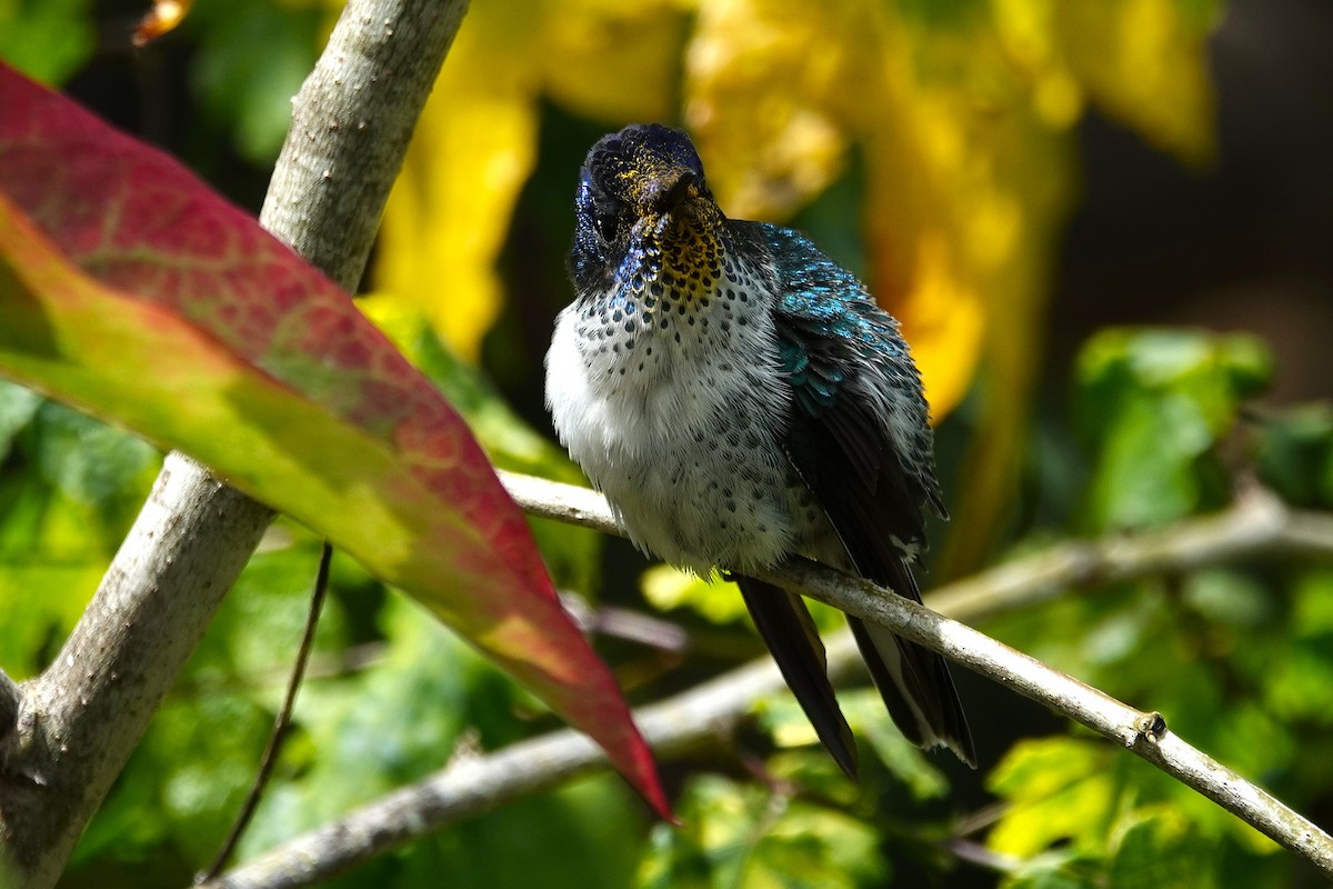 Колібрі фернандеський - ML646634778