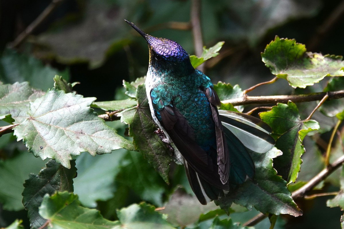 Колібрі фернандеський - ML646634779