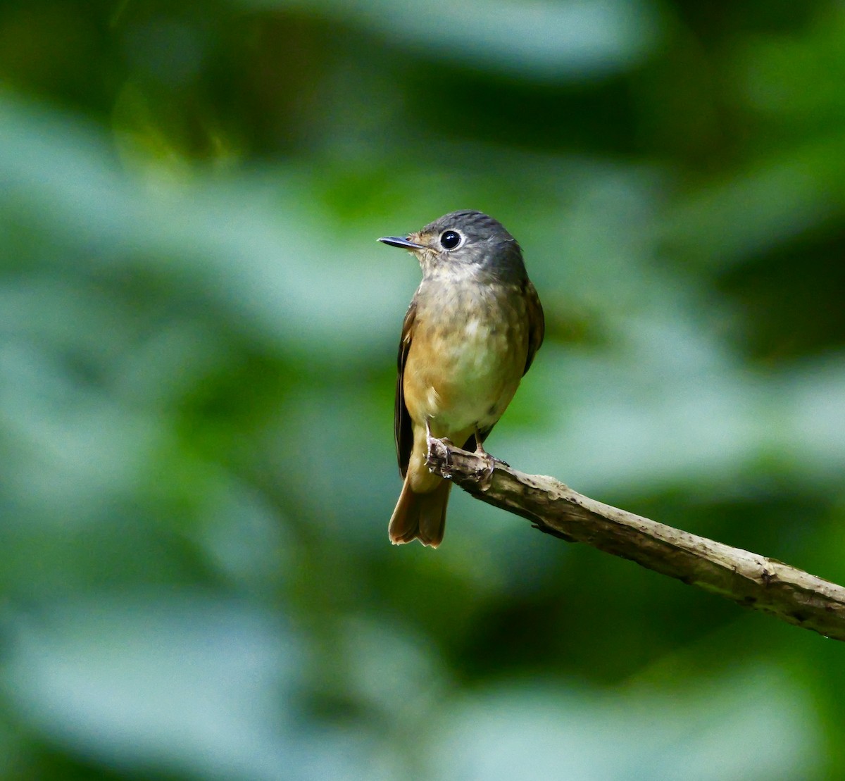 Ferruginous Flycatcher - ML646634780