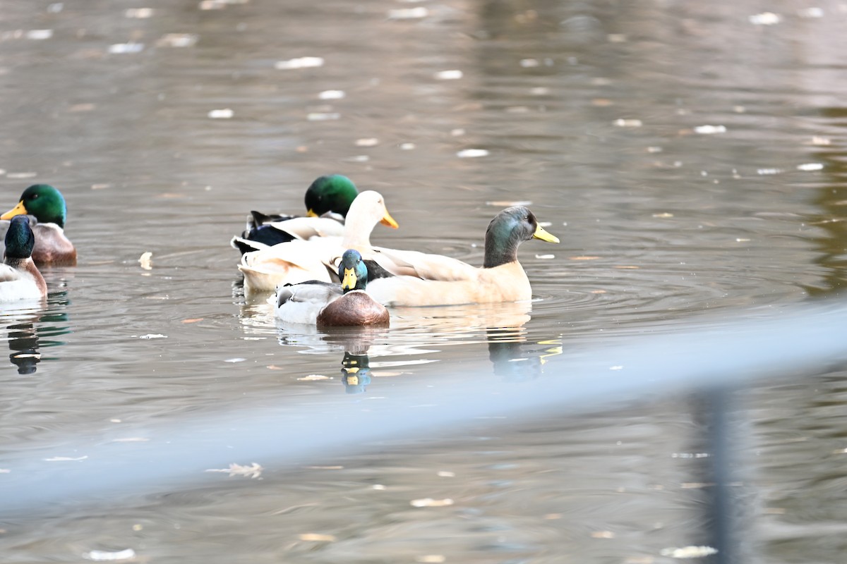 Mallard (Domestic type) - ML646634783