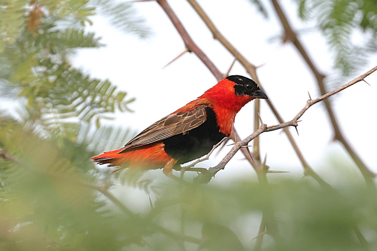 Obispo Anaranjado - ML646634784