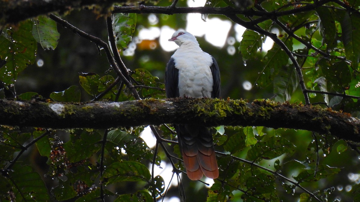 Seram Mountain-Pigeon - ML646634785