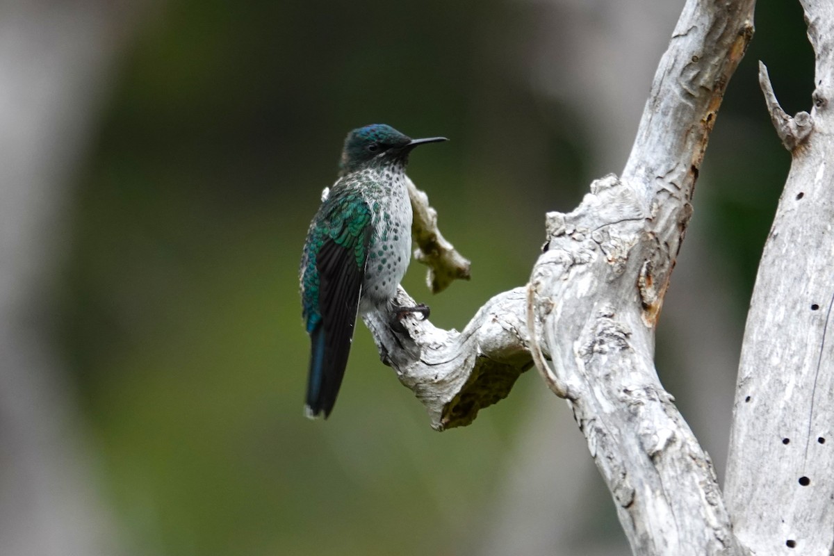 Колібрі фернандеський - ML646634786