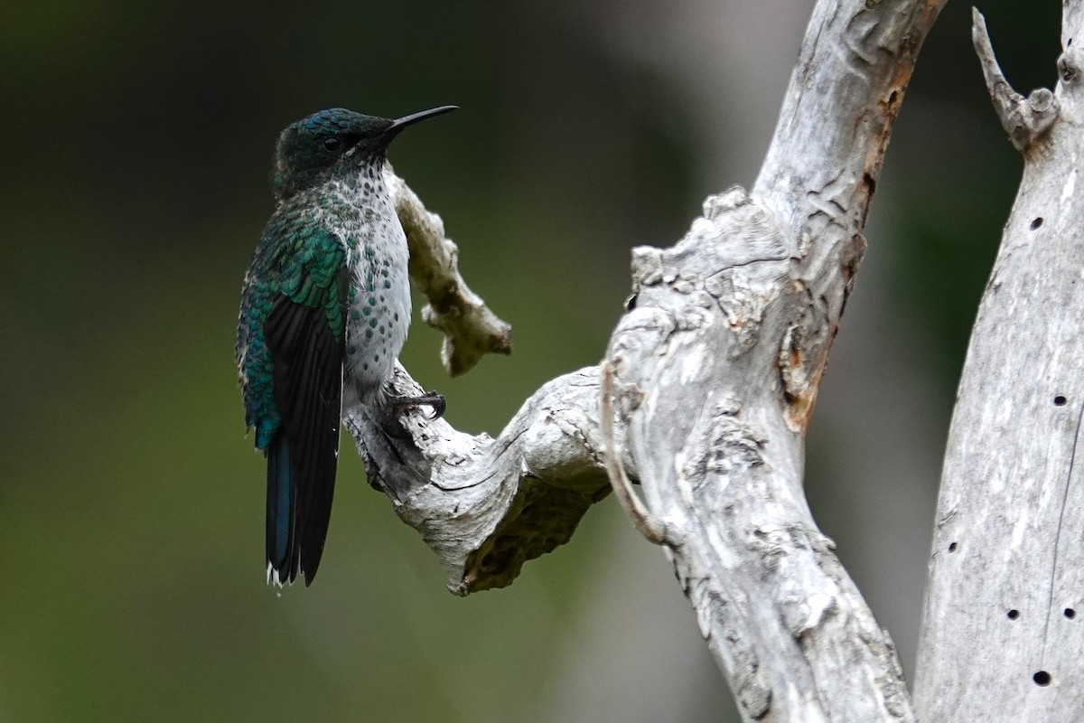 Колібрі фернандеський - ML646634787