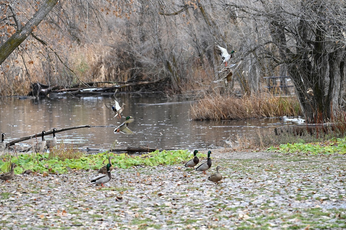 Mallard - ML646634788