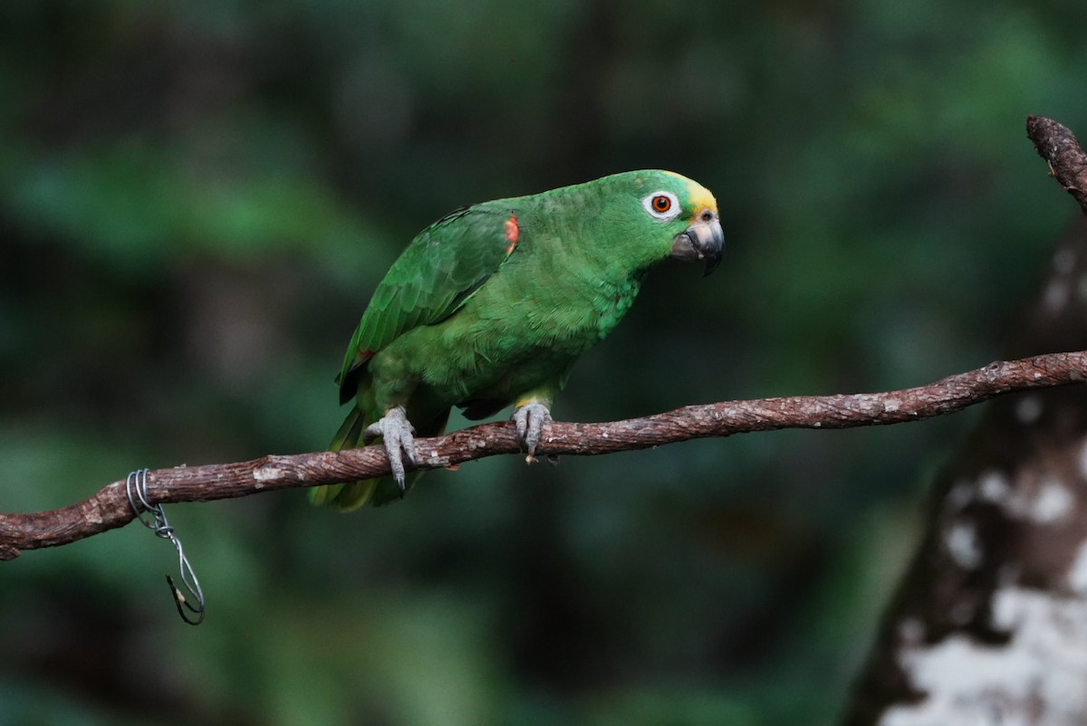 Амазон тринідадський - ML646634789