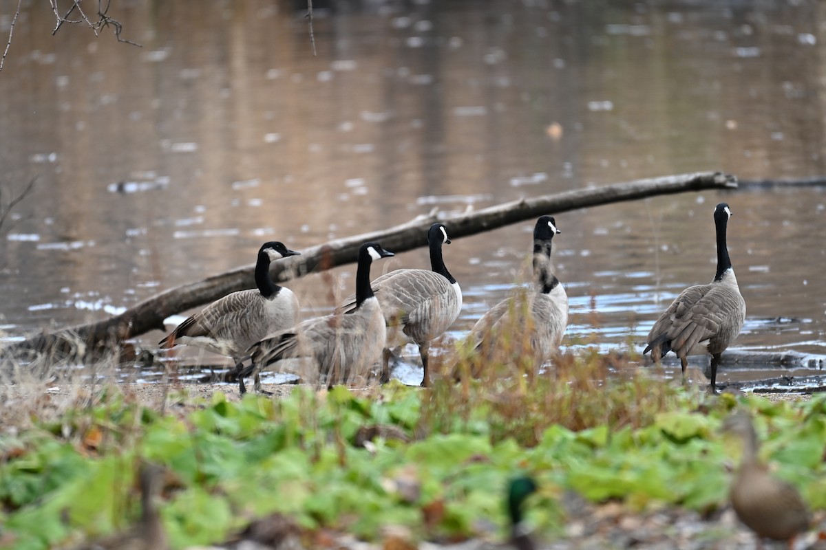 Canada Goose - ML646634790