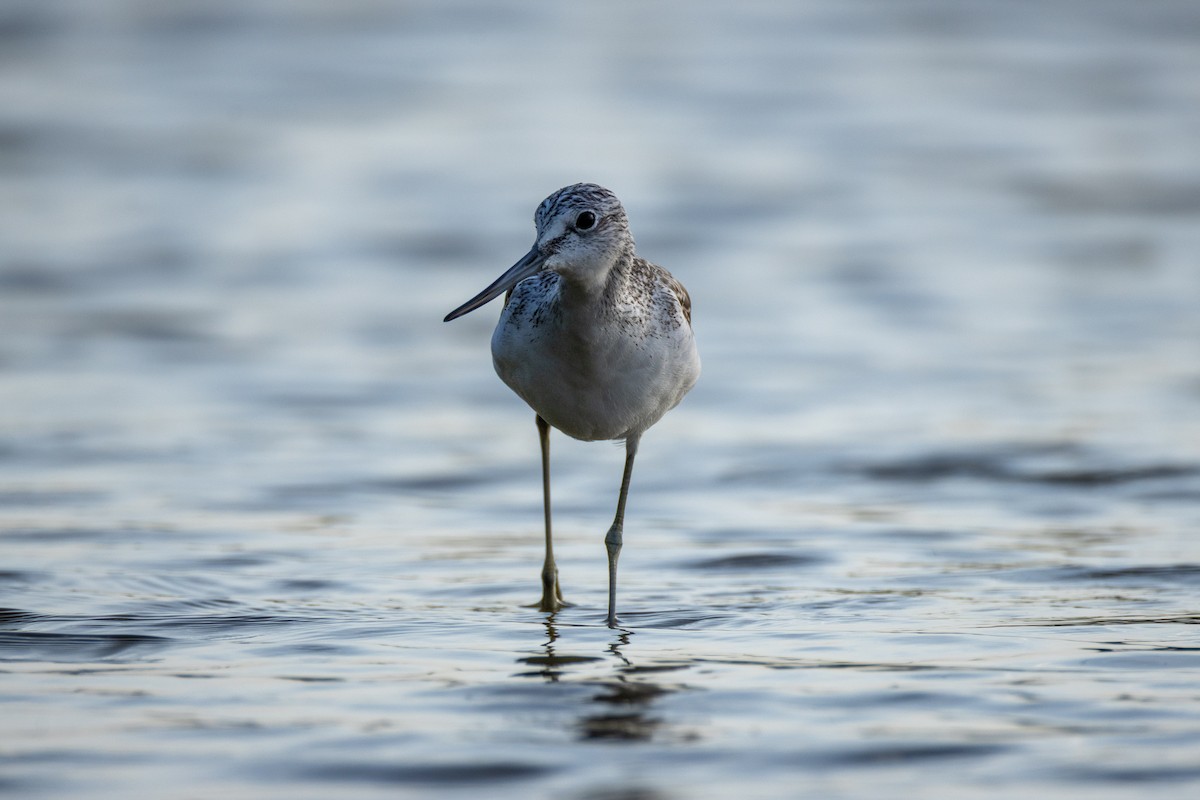 Yeşilbacak - ML646634791