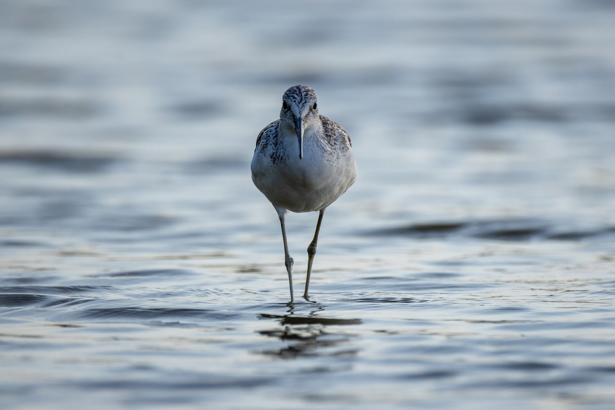 Yeşilbacak - ML646634792