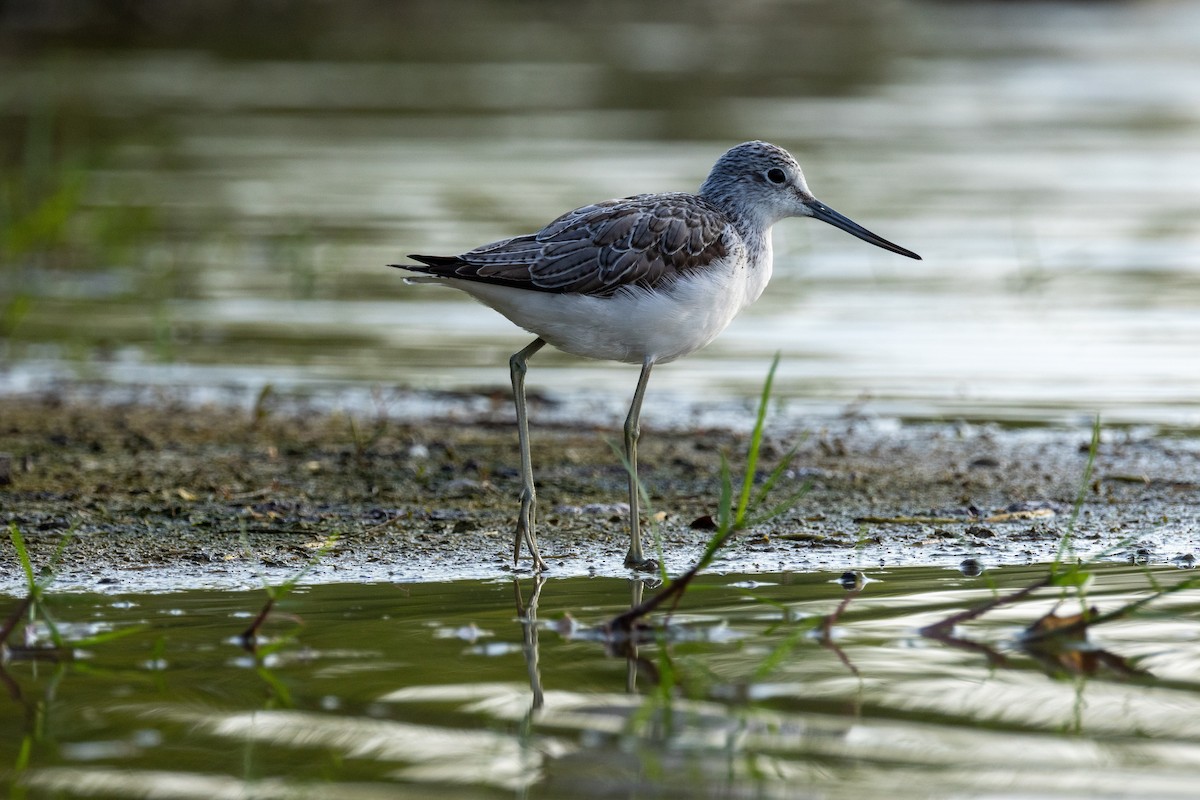 Yeşilbacak - ML646634793