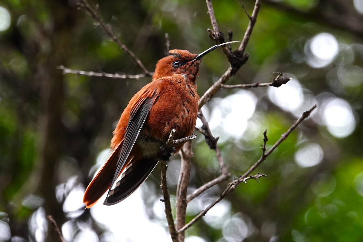 Колібрі фернандеський - ML646634794