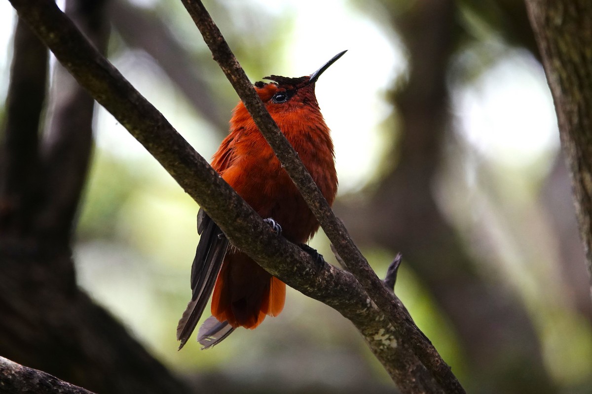 Колібрі фернандеський - ML646634795