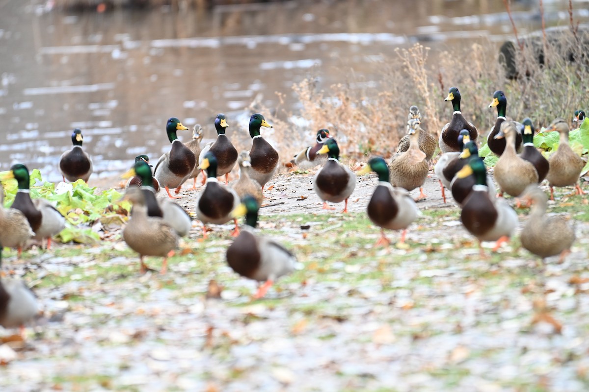 Mallard - ML646634796