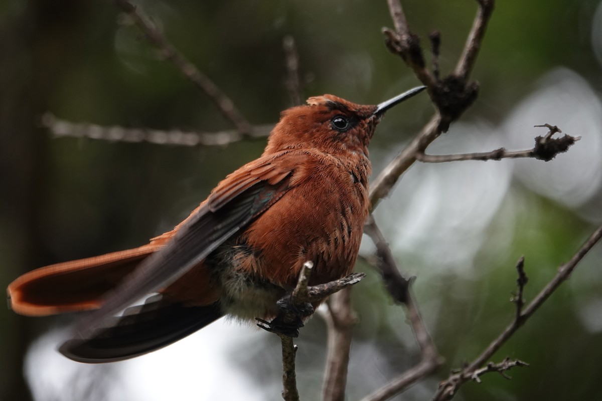 Колібрі фернандеський - ML646634797