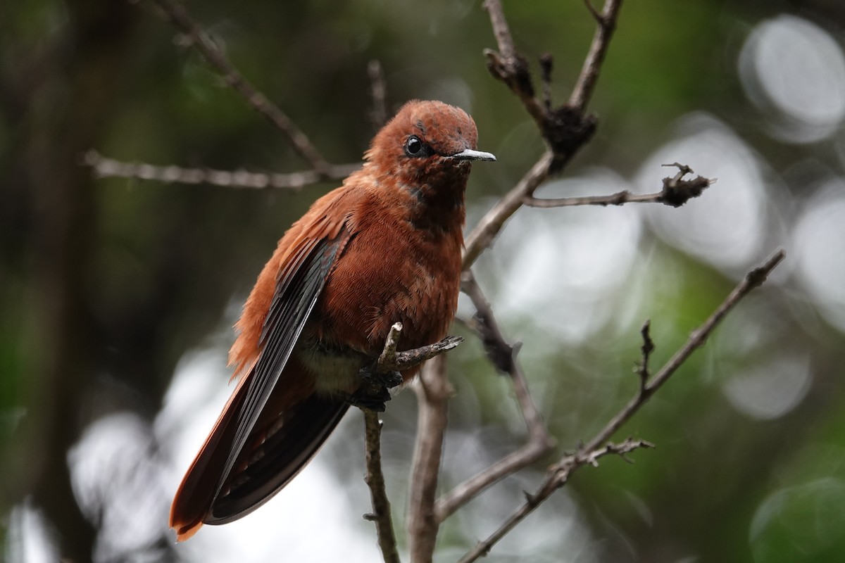 Колібрі фернандеський - ML646634798