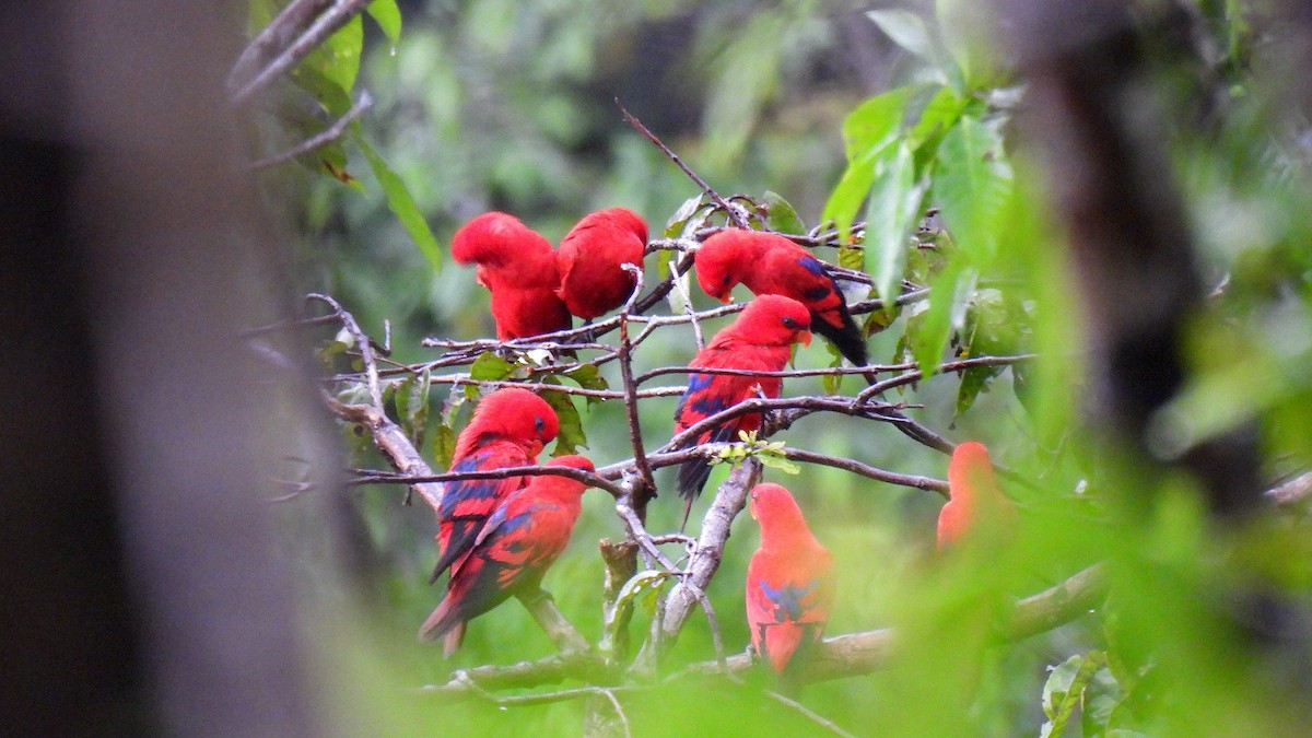 Red Lory - ML646634802