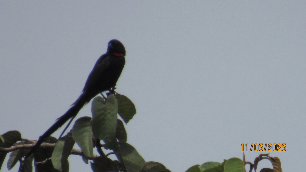 Red-collared Widowbird - ML646634803