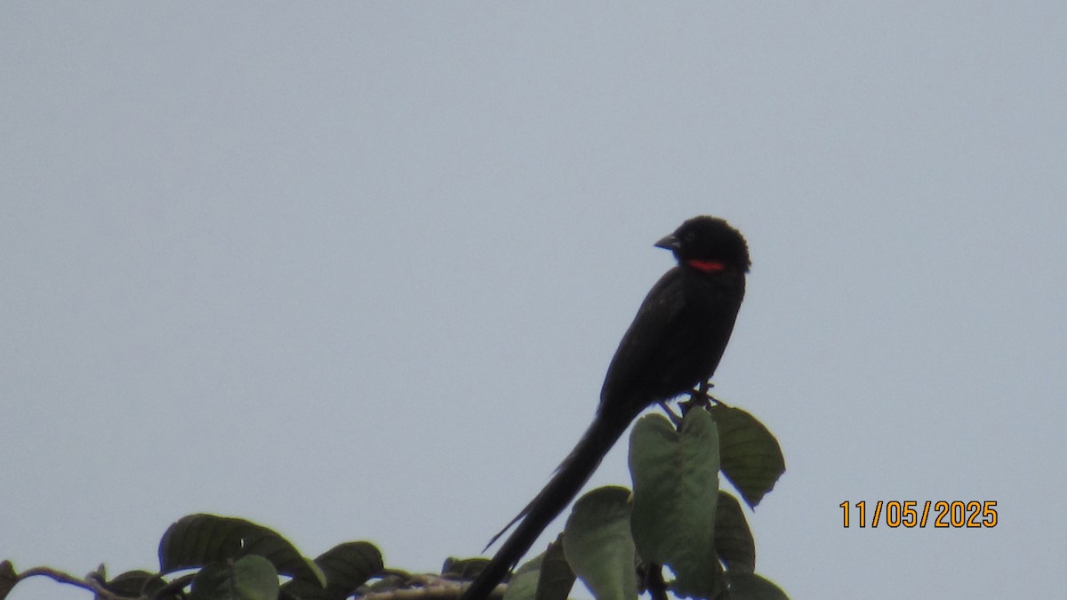 Red-collared Widowbird - ML646634804