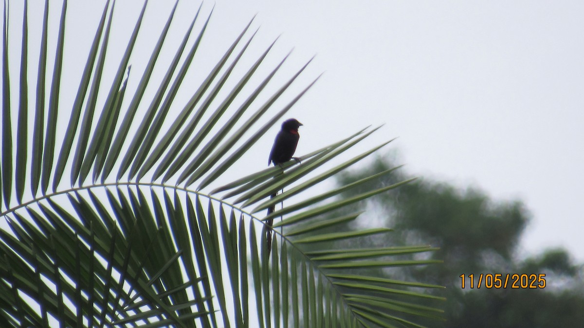 Red-collared Widowbird - ML646634805