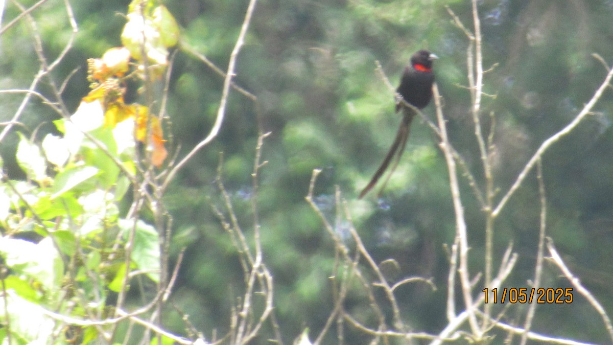 Red-collared Widowbird - ML646634806