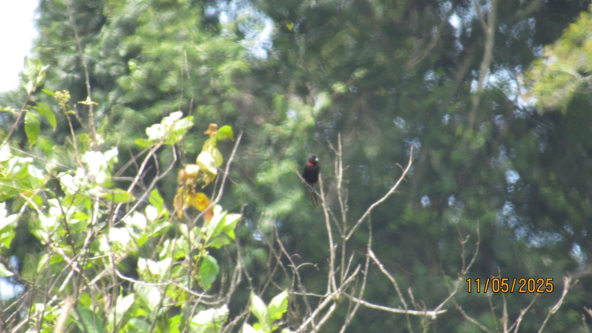 Red-collared Widowbird - ML646634807