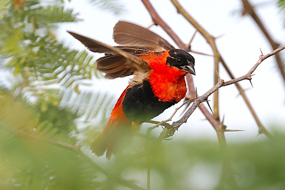 Obispo Anaranjado - ML646634808