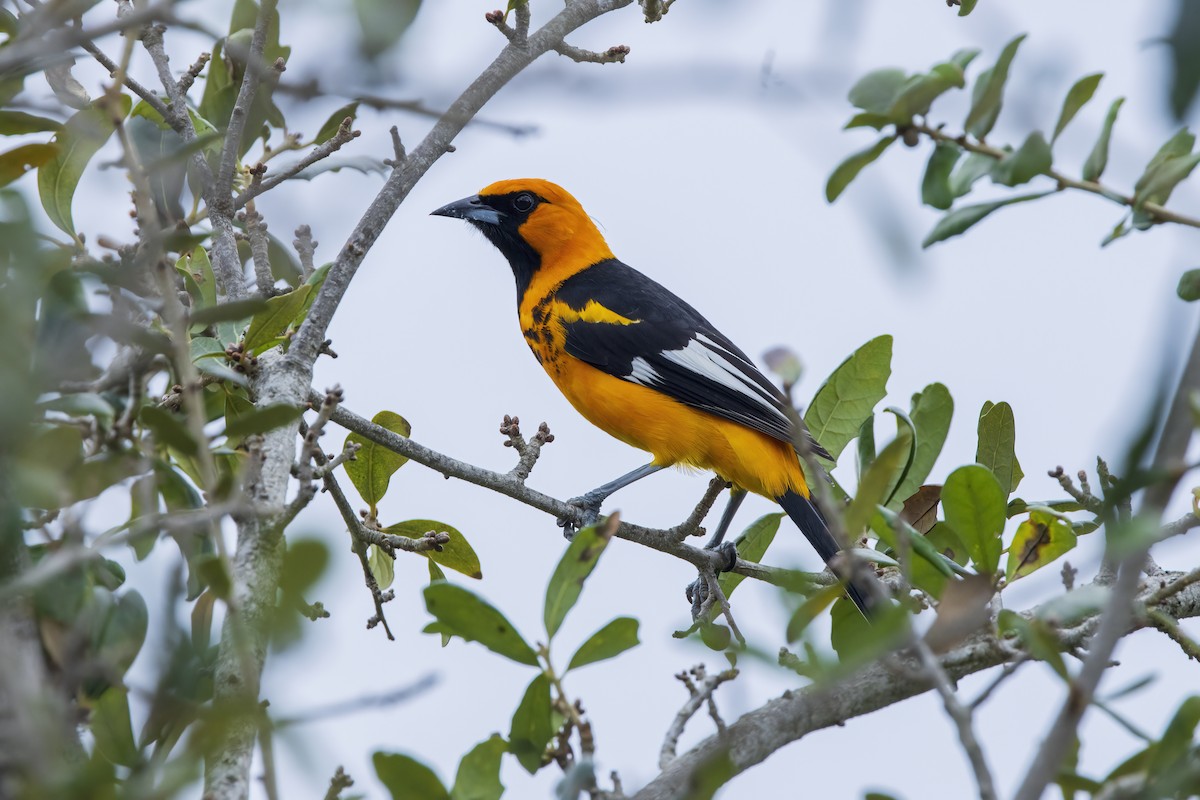 Spot-breasted Oriole - ML646634809