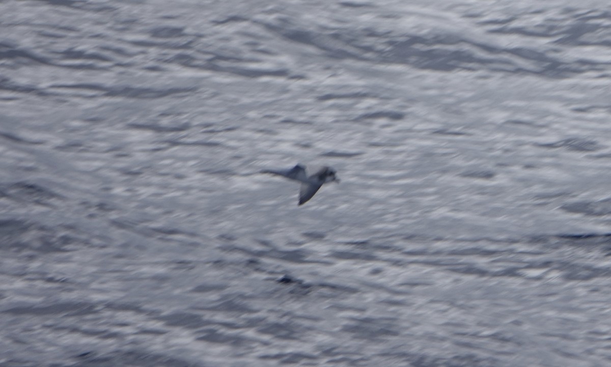 Slender-billed Prion - ML646634810