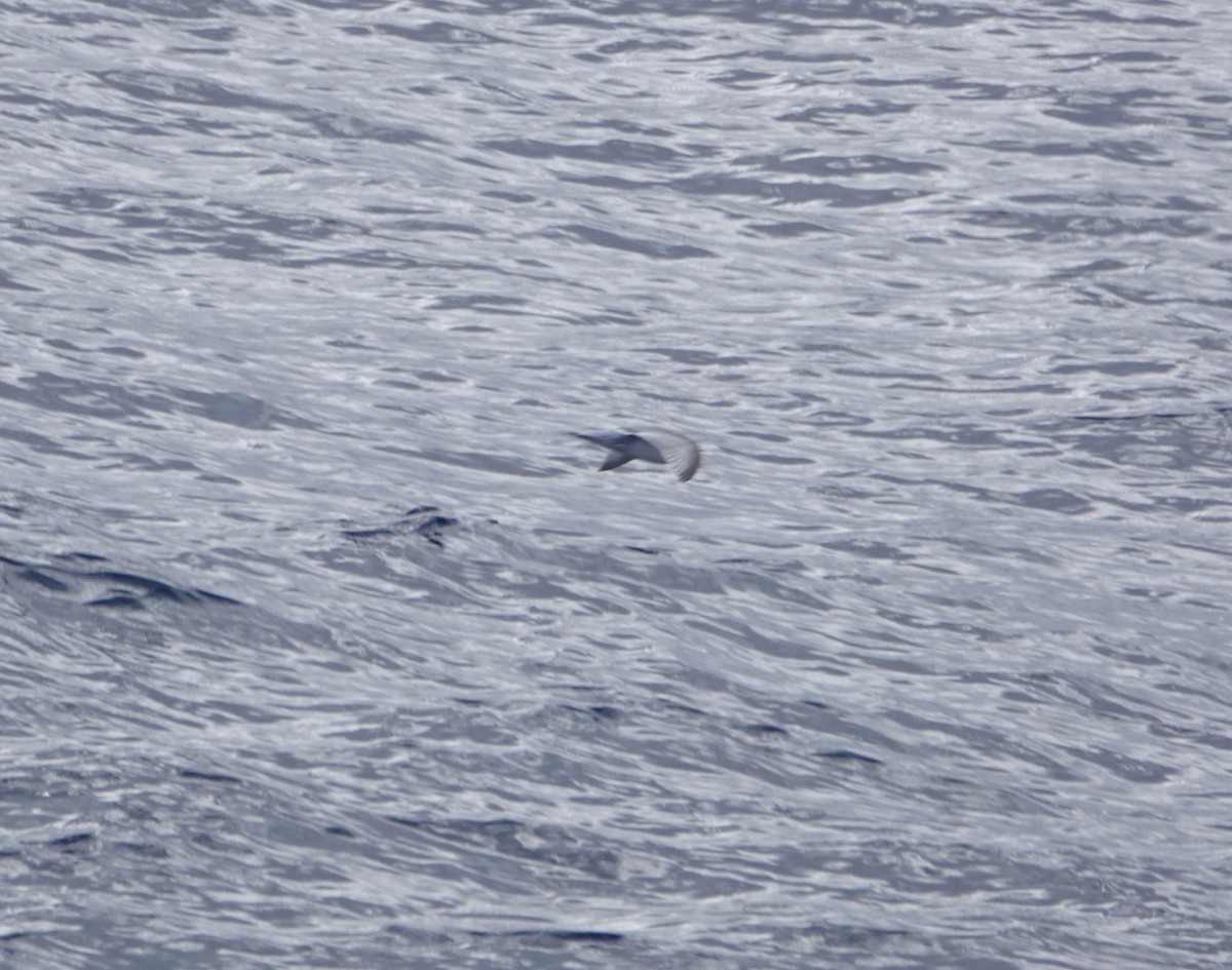 Slender-billed Prion - ML646634811