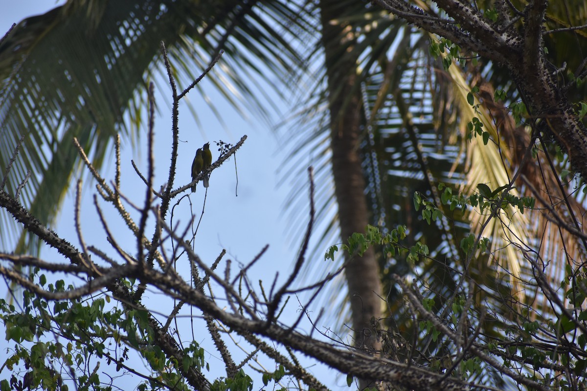Gray-headed Bulbul - ML646634814