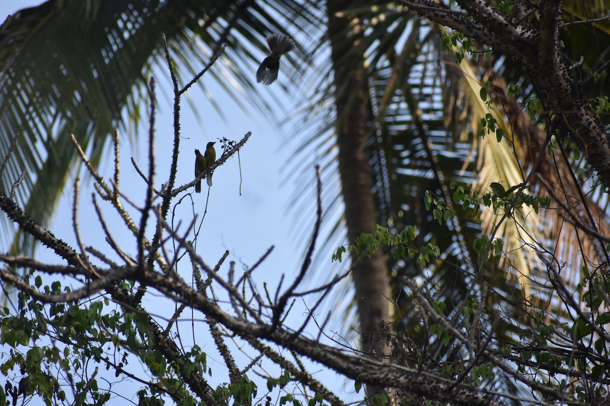 Gray-headed Bulbul - ML646634815