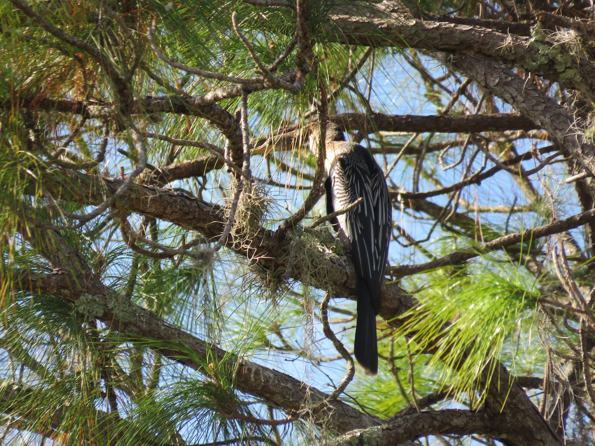 Anhinga - ML646634816