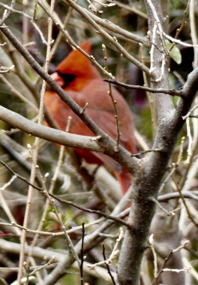 Northern Cardinal - ML646634818