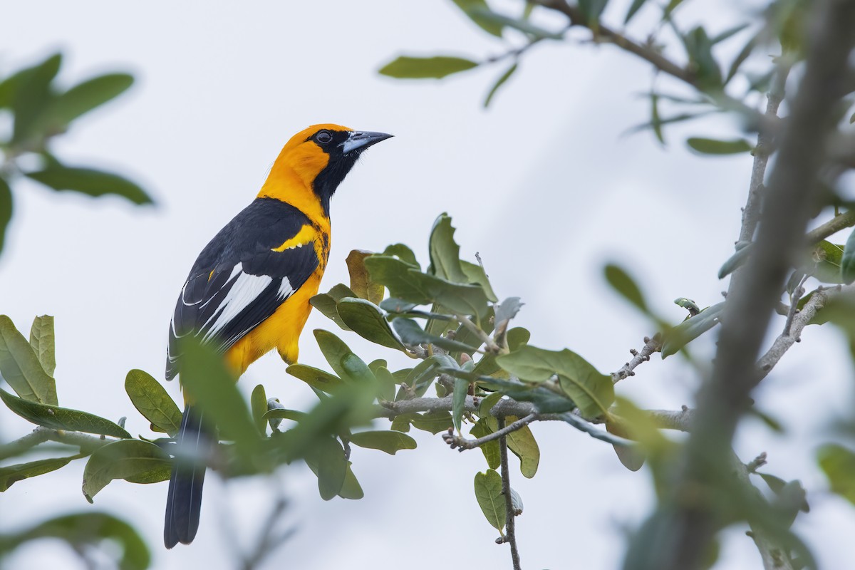 Spot-breasted Oriole - ML646634819