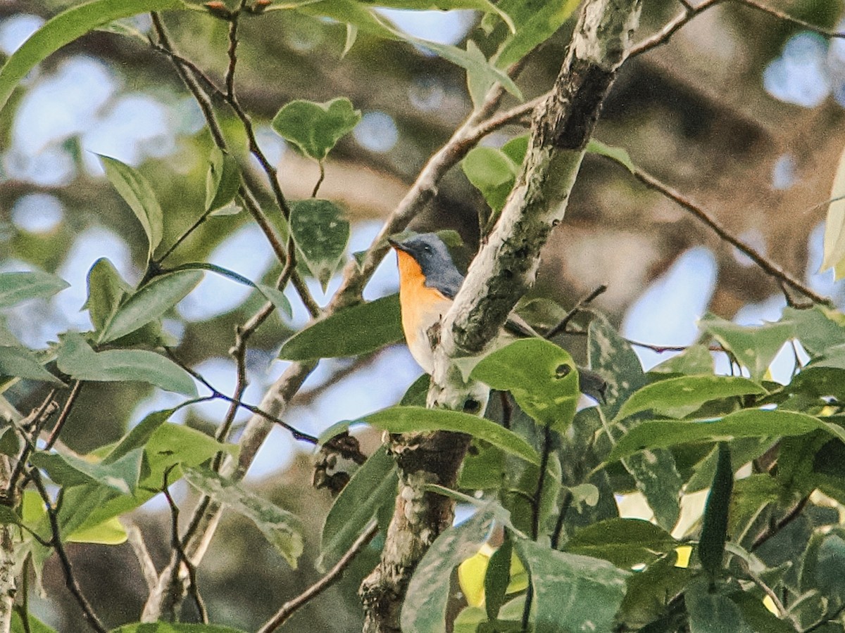 Slaty-backed Flycatcher - ML646634820