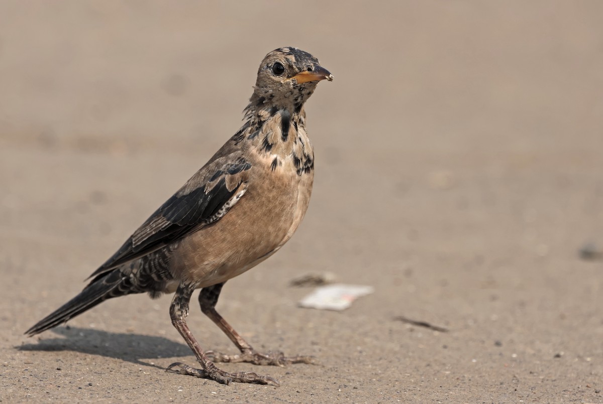 Storno roseo - ML646634821