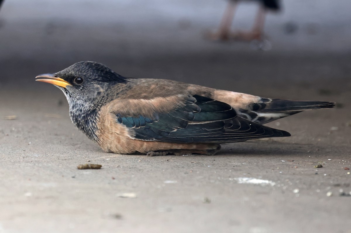 Storno roseo - ML646634822