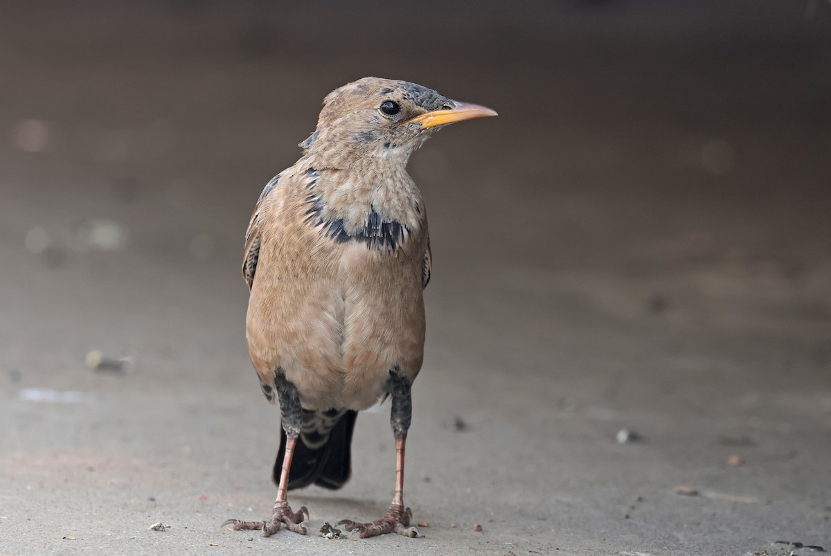 Storno roseo - ML646634823