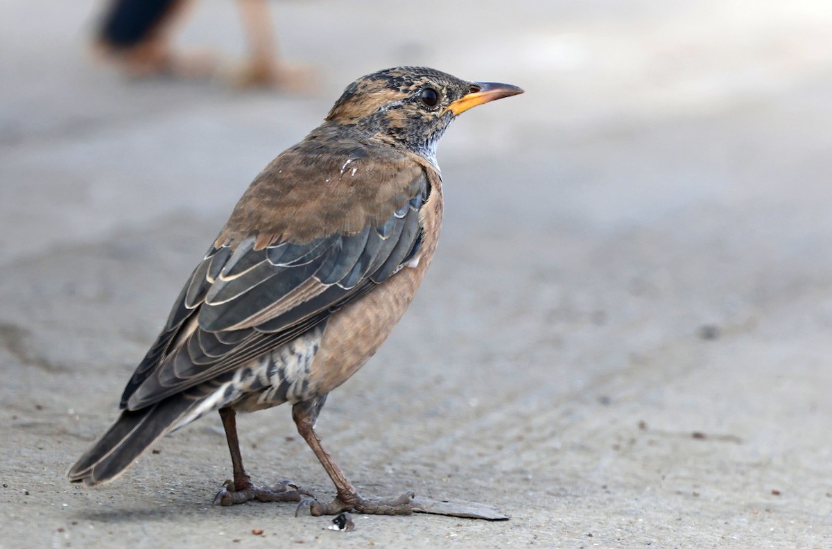 Storno roseo - ML646634824