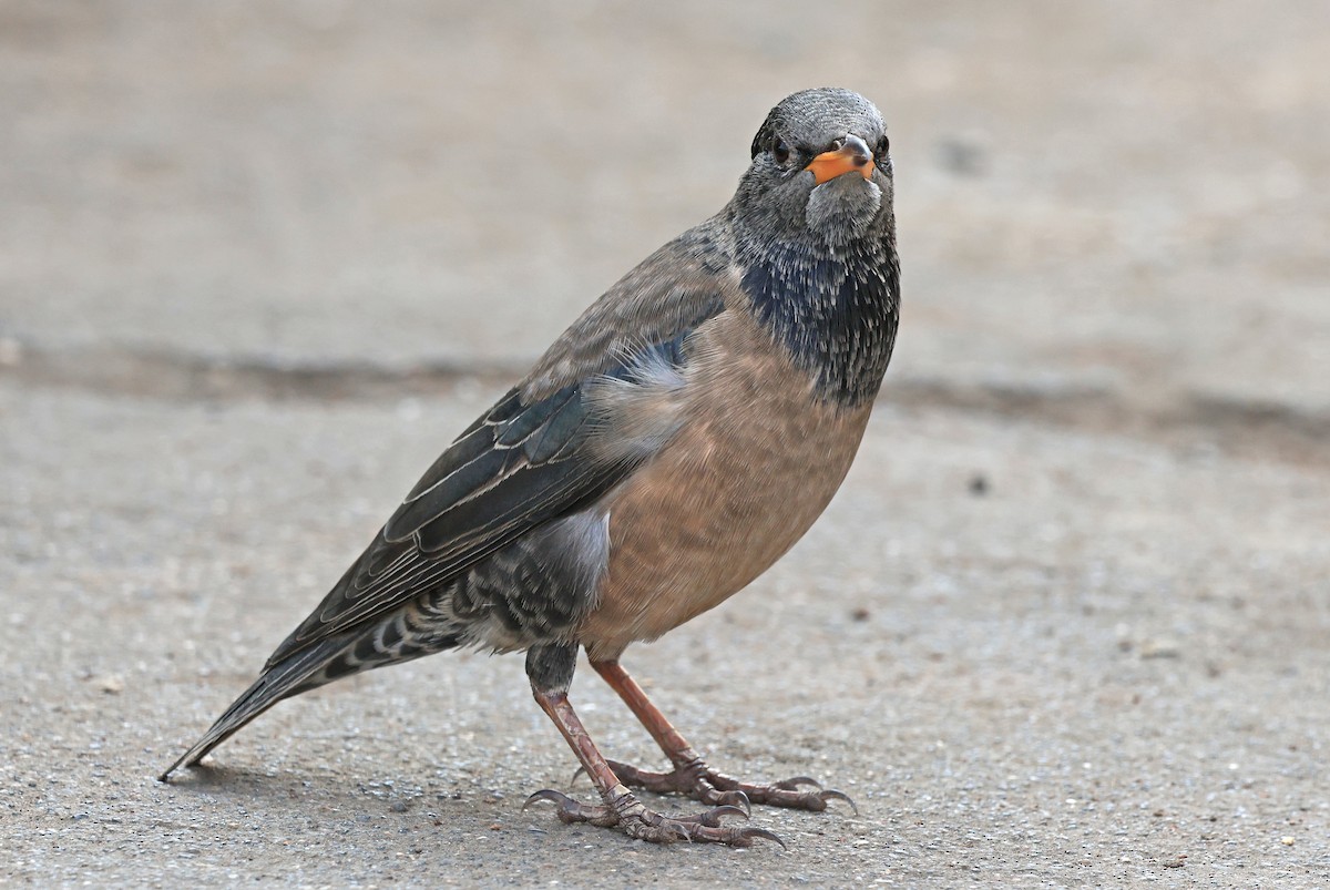 Storno roseo - ML646634825