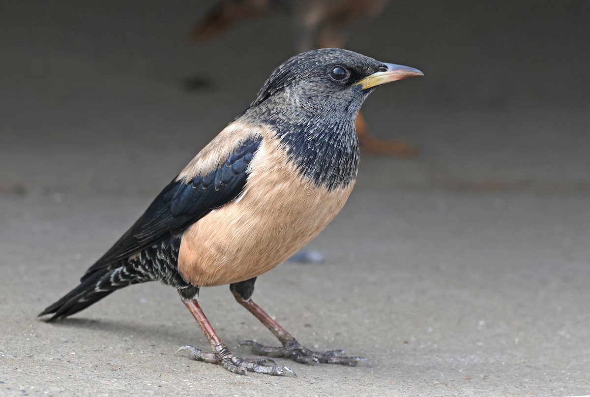 Storno roseo - ML646634826