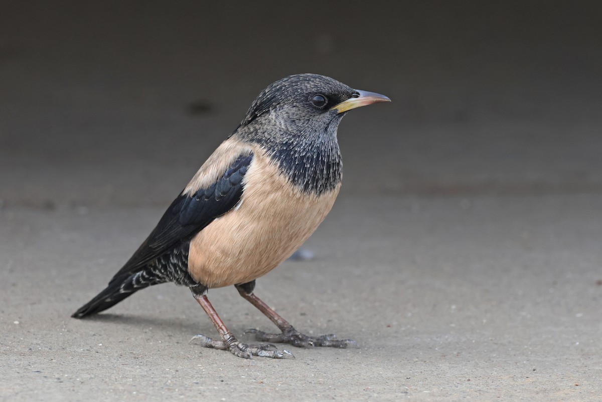 Storno roseo - ML646634827