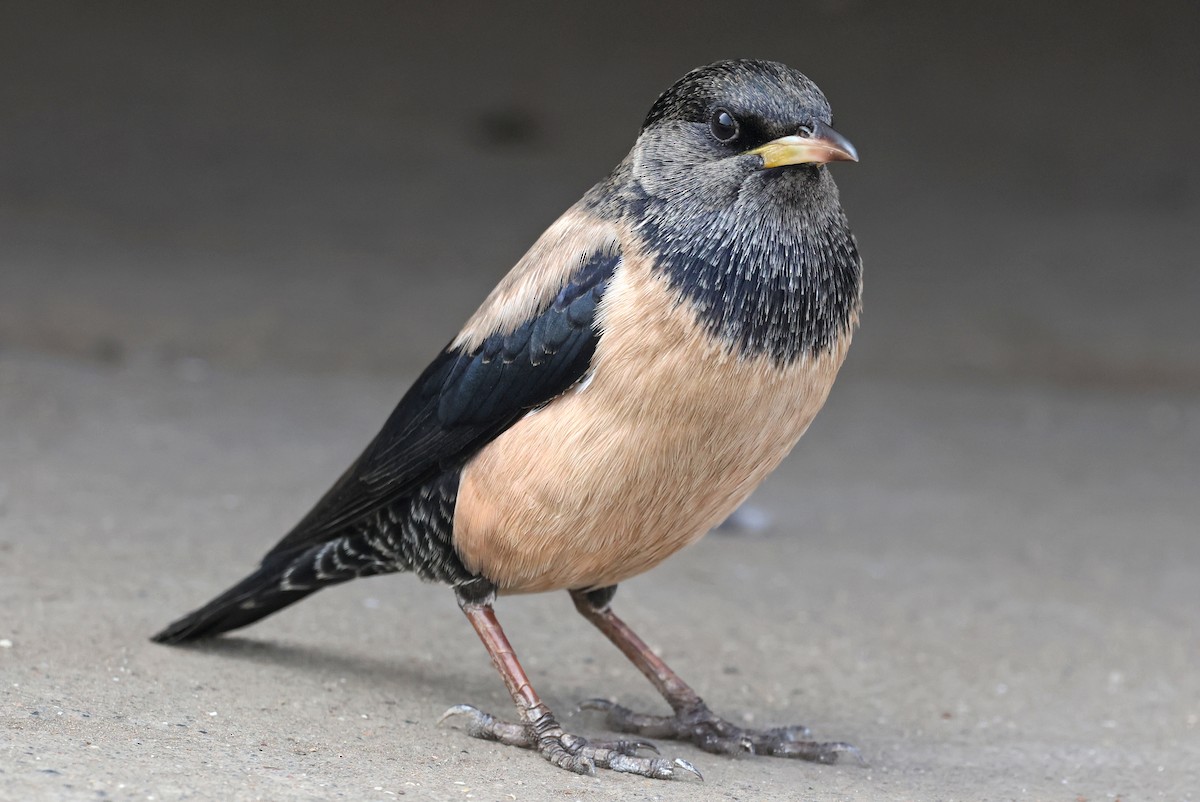 Storno roseo - ML646634828