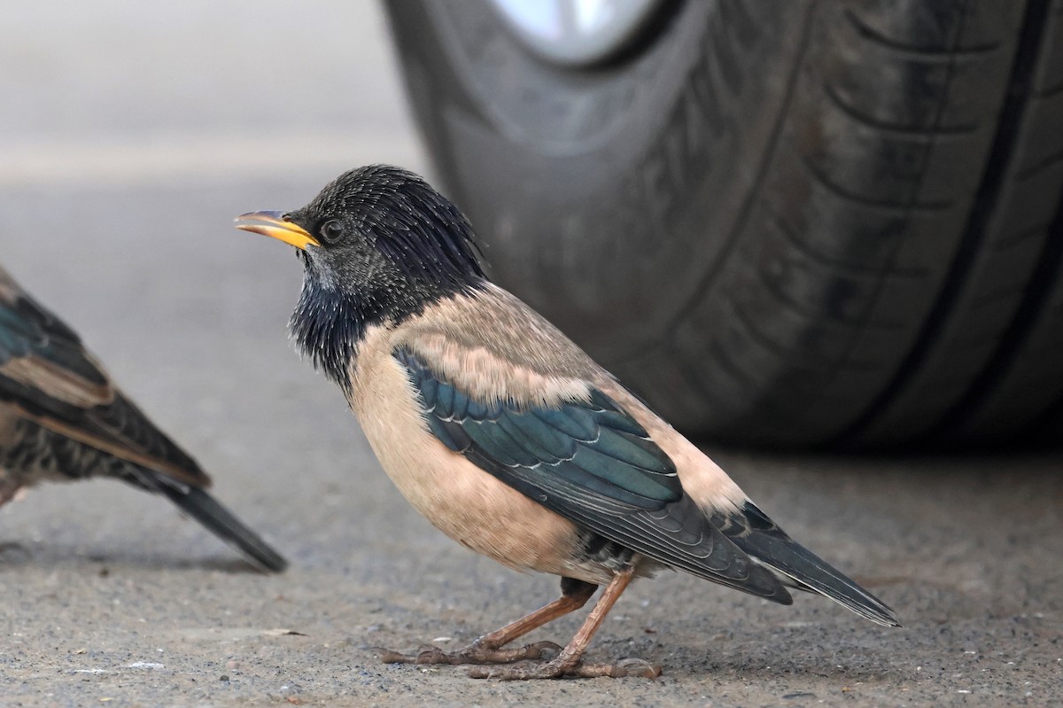 Storno roseo - ML646634829