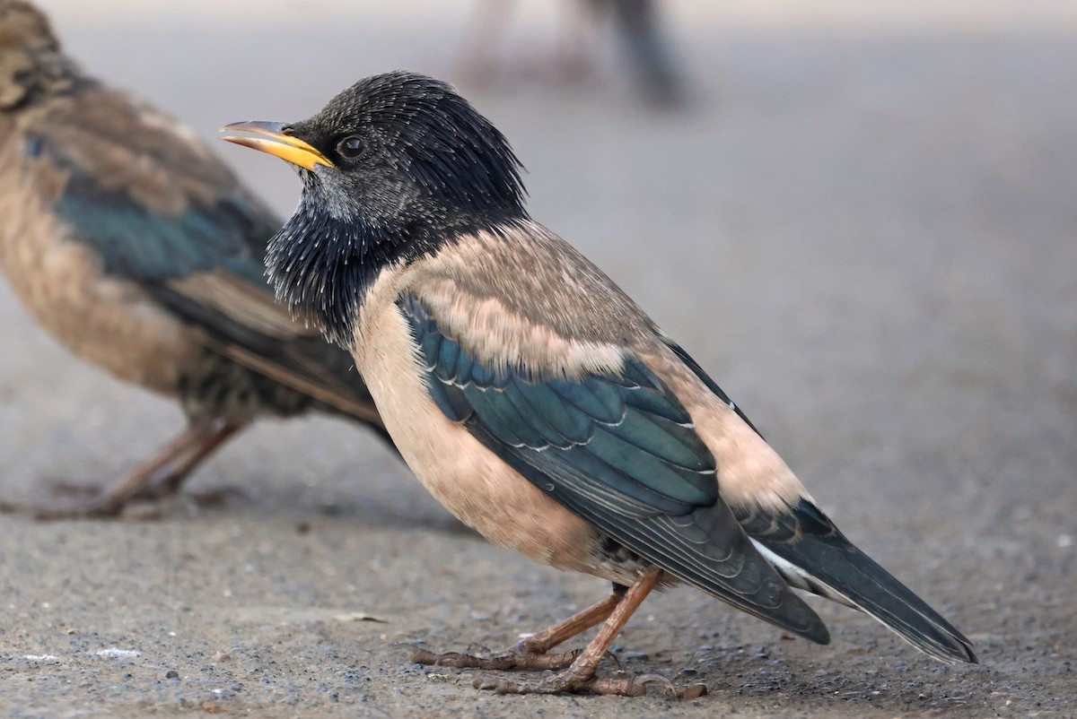 Storno roseo - ML646634830