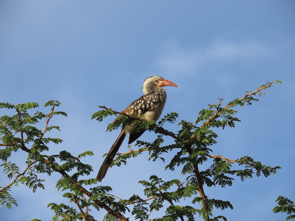 Southern Red-billed Hornbill - ML646634831